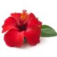 Red hibiscus flower isolated on white background